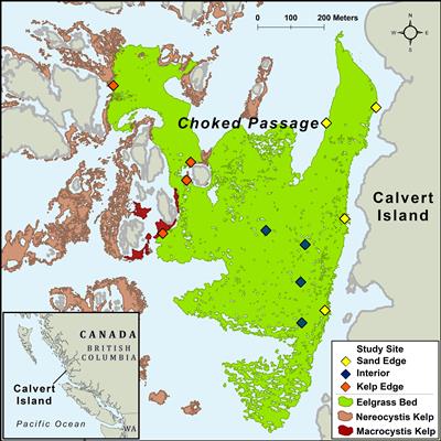 Grazing preference and isotopic contributions of kelp to Zostera marina mesograzers